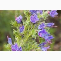 Продам Синяк 150 грн Фацелию, Донник