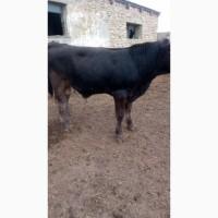 Продам 30 голів бичків