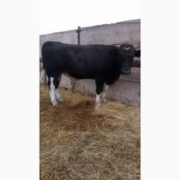 Продам 30 голів бичків