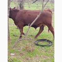 Продам 30 голів бичків