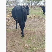 Продам 30 голів бичків