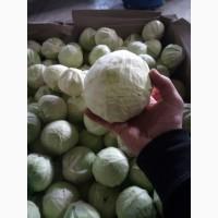 Продам капусту