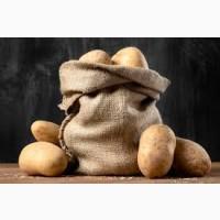 Купуємо картоплю у м. Житомирі