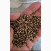 Насіння розторопші, розторопша, расторопша, семена расторопши