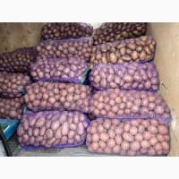 Продам велику картоплю від населеня гарної якості