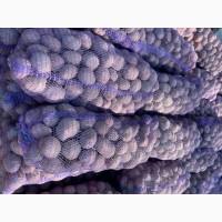 Продам велику картоплю від населеня гарної якості