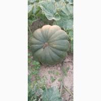 Продам гарбузи столові