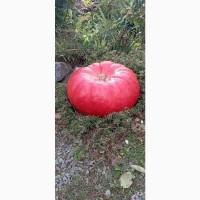 Продам гарбузи столові