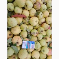 Продам яблуко ГОЛДЕН ДЕЛІШЕС