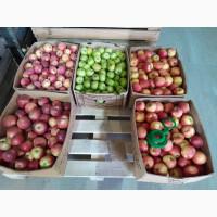 Продам яблуко власного виробництва