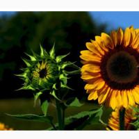 Закуповуємо соняшник ОПТ ДОРОГО, Житомирська обл