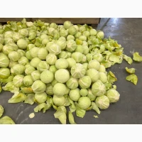 Капуста сорт Зенон і Продікус