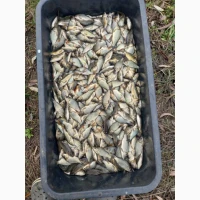 Куплю зарибок оптом, дорого
