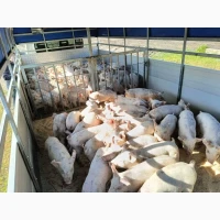 Продаж свиней живою вагою _ з відповідними документами