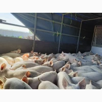 Продаж свиней живою вагою _ з відповідними документами