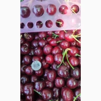 Продам черешню сорт Лапинс
