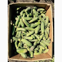 Продам огурец