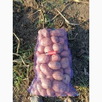 Продам товарну картоплю, сорт Арізона, Белла Роза