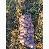 Продам товарну картоплю, сорт Арізона, Белла Роза