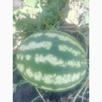 Продам кавун