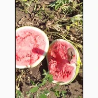 Продам кавун