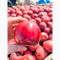 Продам яблуко Галла
