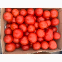 Продам помідор