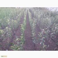 Продам саженці яблуні, багато сортів, не дорого.Вінниця