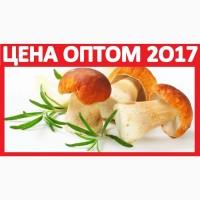 ᐉ 100% БЕЛЫЙ ГРИБ Купить Сушёный Цена Оптом Москва! Грибы Сухие Замороженные Завод Россия