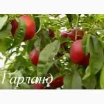 Продаем саженцы плодовых деревьев