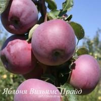 Продаем саженцы плодовых деревьев