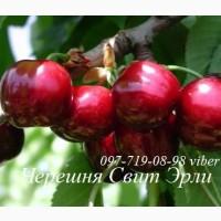 Продаем саженцы плодовых деревьев