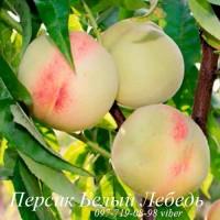 Продаем саженцы плодовых деревьев