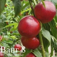 Продаем саженцы плодовых деревьев