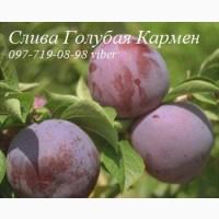 Продаем саженцы плодовых деревьев