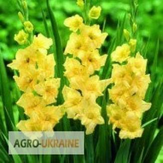 Луковици гладиолуса