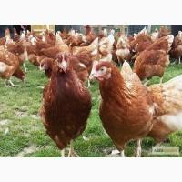 Продам молодых кур несушек Ломан Браун возраст 120 дней