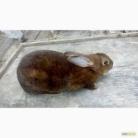 Продам самку Рекс кастор