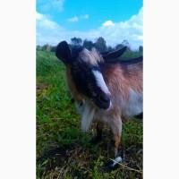 Продам дойных безрогих коз