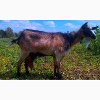 Продам дойных безрогих коз