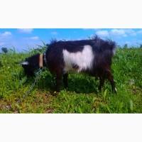 Продам дойных безрогих коз