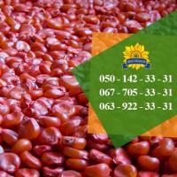 Насіння від виробника: соняшник, кукурудза, пшениця