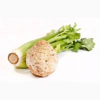 Продам сельдерей корневой, черешковый, пекинская капуста