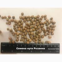 Сорт нута Розанна