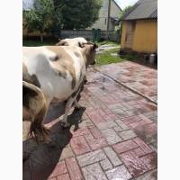 Продам хорошу корову