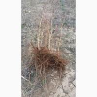 Продам саженцы плодовых деревьев