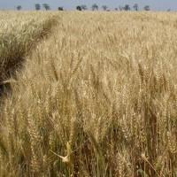 Продам насіння озимоі пшениці сорт Пандія