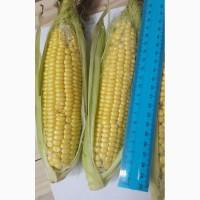 Кукуруза 2 сорт