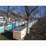 Бджолопакети