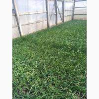 Продам зелену цибулю (перо) домашня з теплиці